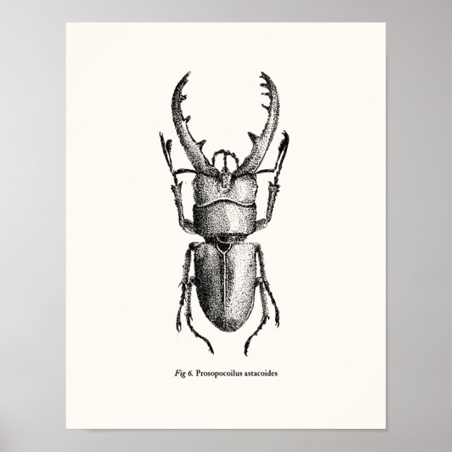 Prosopocoilus astacoides -  giant stag beetle poster (Front)