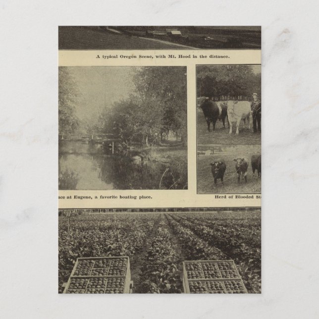 Prosperity, plenty in Oregon Postcard (Front)