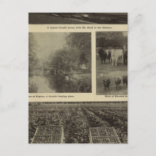 Prosperity, plenty in Oregon Postcard