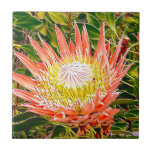 Protea Australian flower photography Ceramic Tile<br><div class="desc">Modern photography of a Protea flower in bloom. Native to South Africa and commonly found in Australia,  this colorful large flower is showy and vibrant.</div>