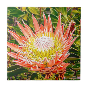 Protea Australian flower photography Ceramic Tile