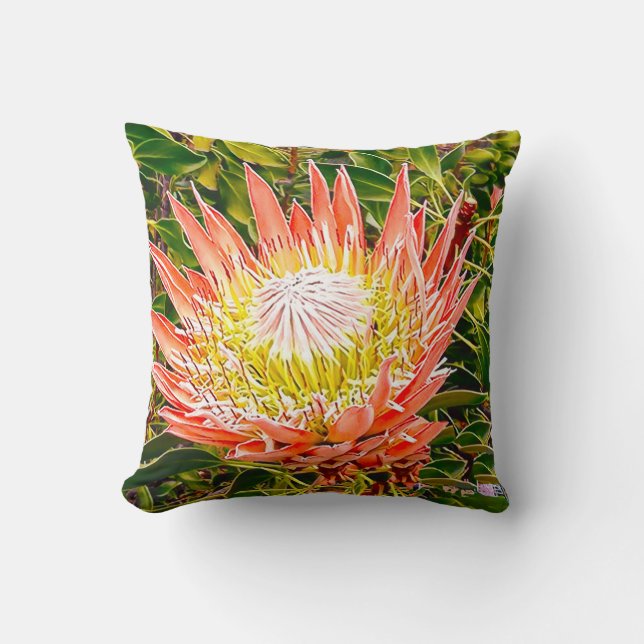 Protea Australian flower photography Cushion (Front)