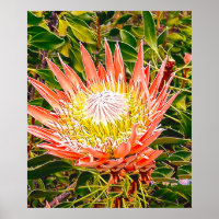 Protea Australian flower photography