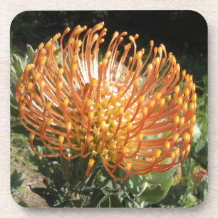 protea coaster