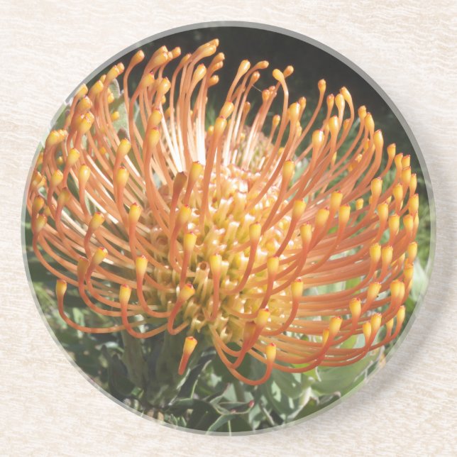 protea coaster (Front)