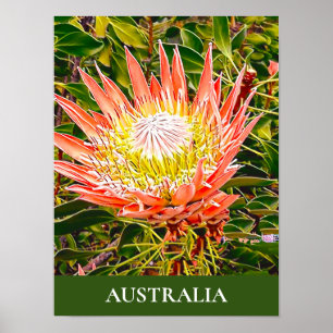 Protea flower Australian travel print