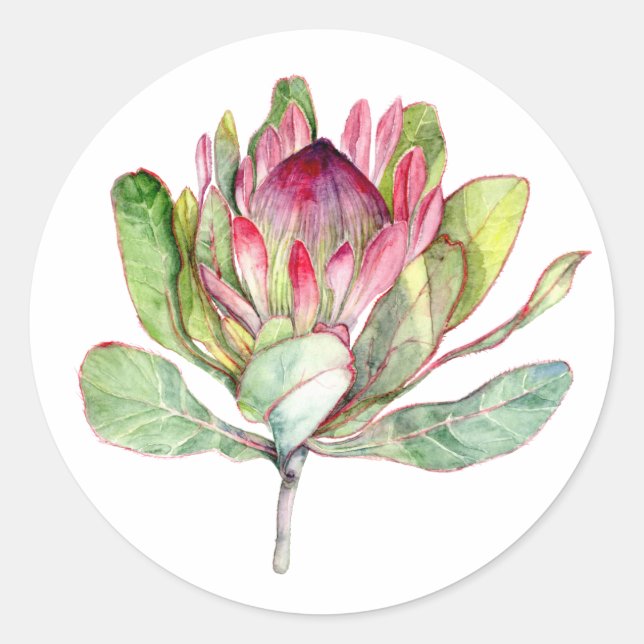 Protea Flower Classic Round Sticker (Front)