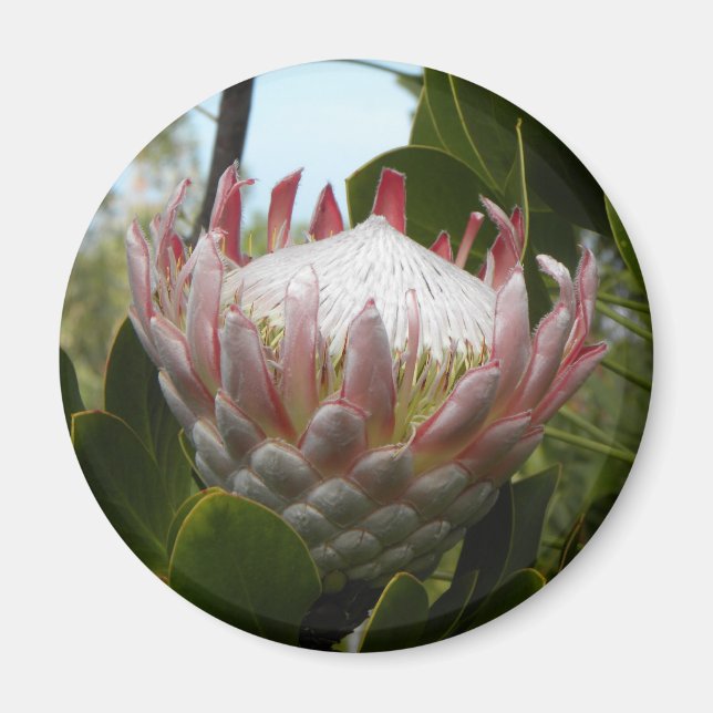 Protea Flower Hawaii Magnet (Front)
