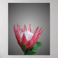 Protea Flower