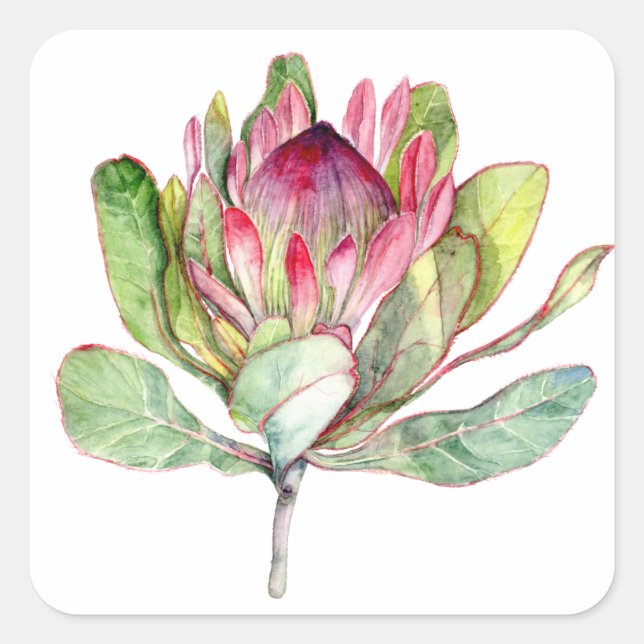 Protea Flower Square Sticker (Front)