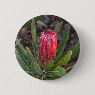 Protea flower with raindrops 6 cm round badge
