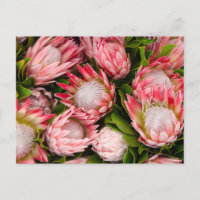Protea Flowers Photo Postcard