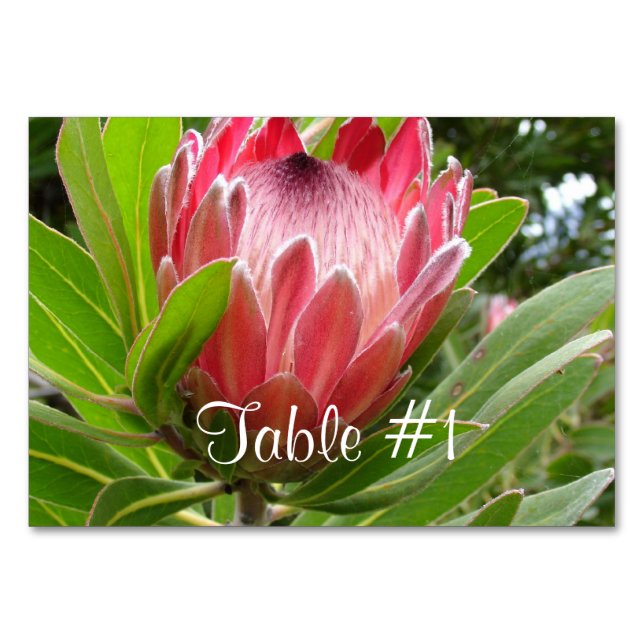 Protea Flowers Table Number (Front)