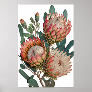 Protea Sugarbushes Flower Art Print Poster