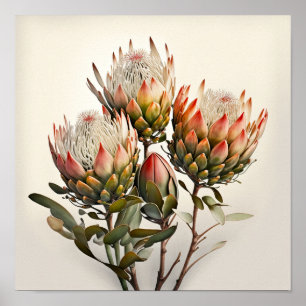 Protea Sugarbushes Flower Art Print Poster
