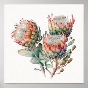 Protea Sugarbushes Flower Art Print Poster