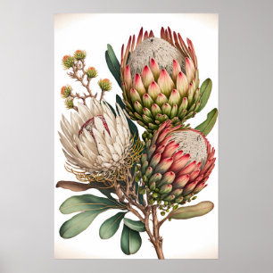 Protea Sugarbushes Flower Art Print Poster