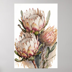 Protea Sugarbushes Flowers Art Print Poster