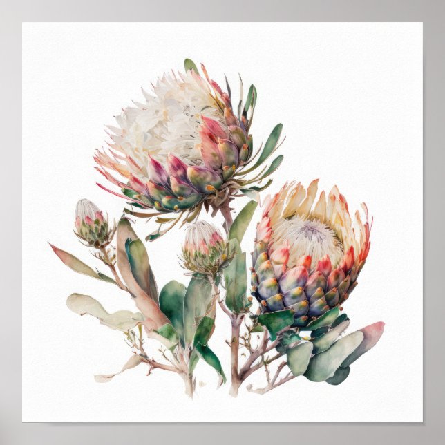 Protea Sugerbushes Flower Art Print Poster (Front)