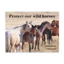 Protect Our Wild Horses