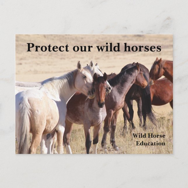 Protect Our Wild Horses Postcard (Front)