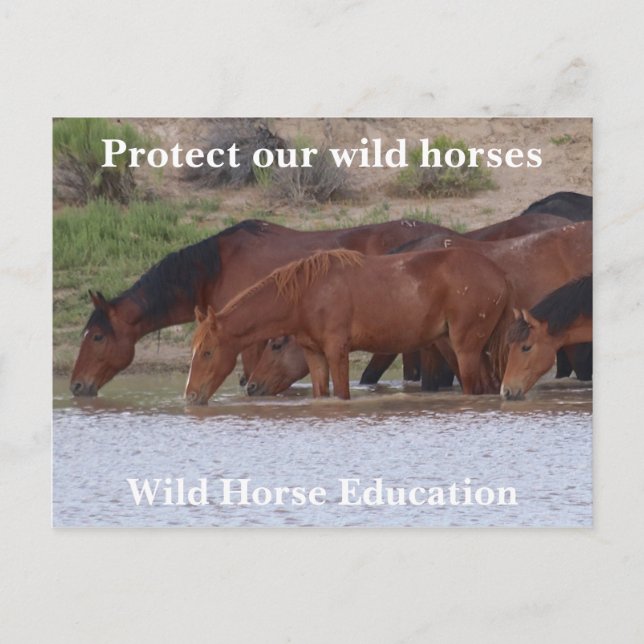 Protect Our Wild Horses Postcard (Front)