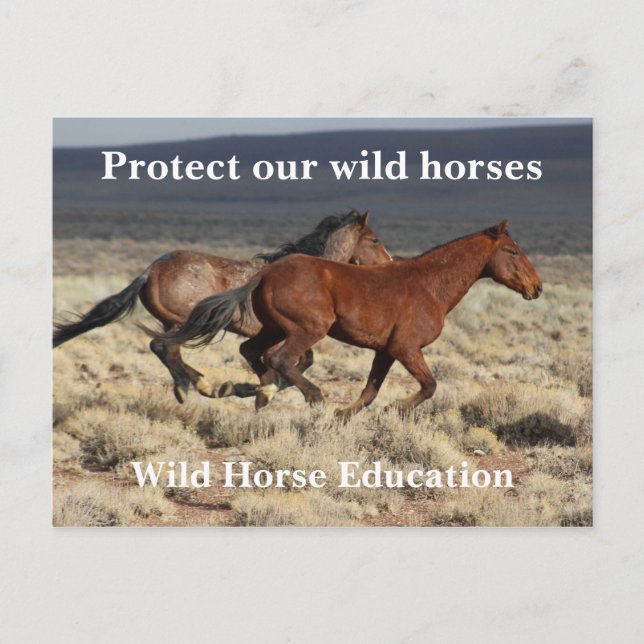 Protect Our Wild Horses Postcard (Front)