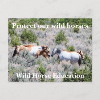 Protect Our Wild Horses Postcard