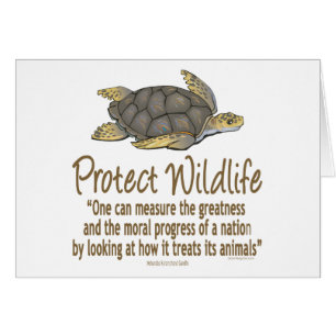 Protect Sea Turtles