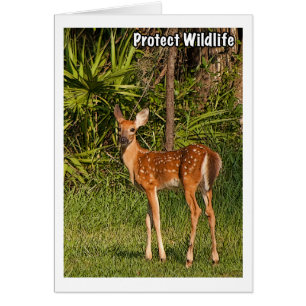 Protect Wildlife