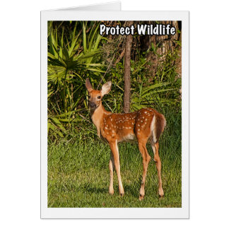 Protect Wildlife