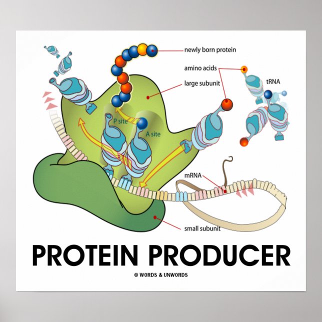 Protein Producer (Molecular Biology) Poster (Front)