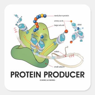 Protein Producer (mRNA tRNA Protein Synthesis) Square Sticker