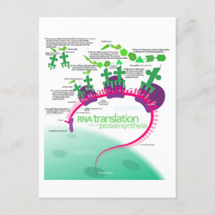 Protein Synthesis Diagram of RNA translation  Postcard