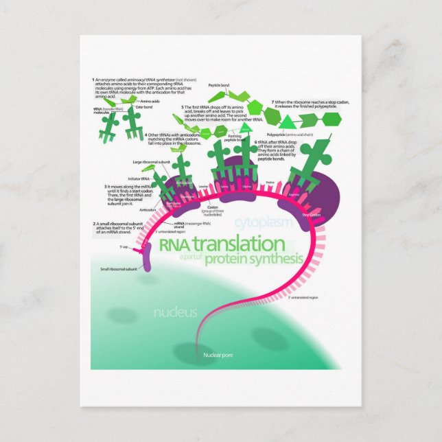 Protein Synthesis Diagram of RNA translation  Postcard (Front)
