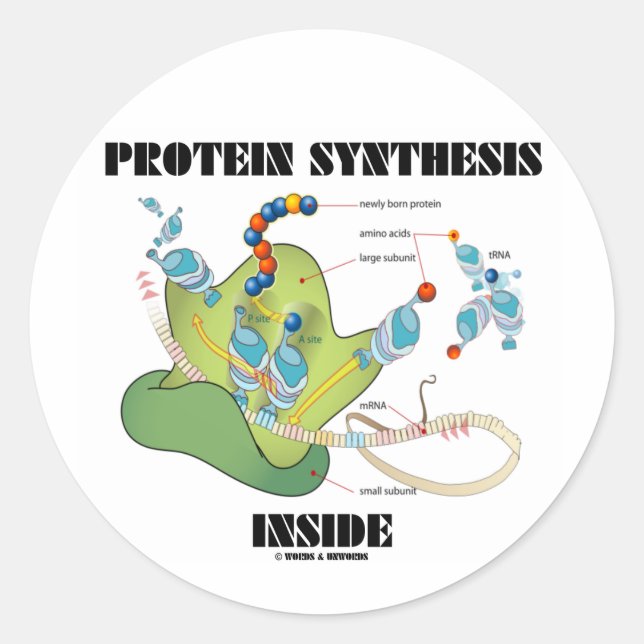 Protein Synthesis Inside (Cell Biology) Classic Round Sticker (Front)