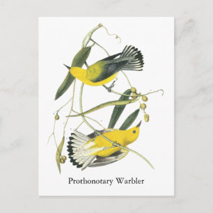 Prothonotary Warbler, John Audubon Postcard
