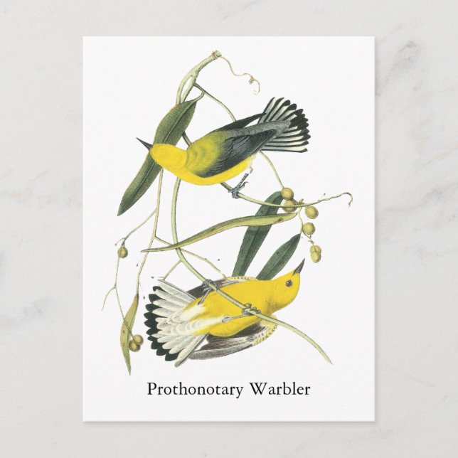 Prothonotary Warbler, John Audubon Postcard (Front)
