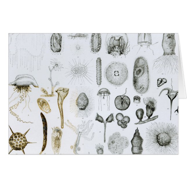 Protozoa and Coelenterata (Front Horizontal)