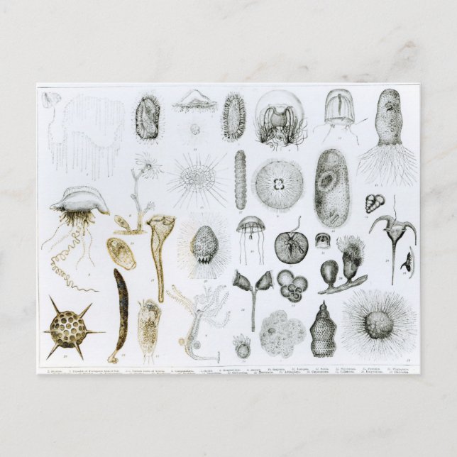 Protozoa and Coelenterata Postcard (Front)