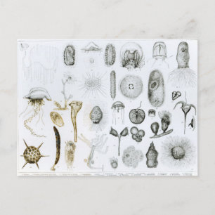 Protozoa and Coelenterata Postcard