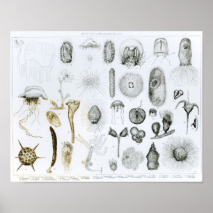 Protozoa and Coelenterata Poster
