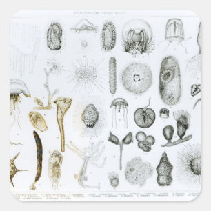 Protozoa and Coelenterata Square Sticker