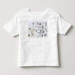 Protozoa and Coelenterata Toddler T-Shirt