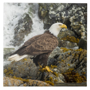 Proud Bald Eagle Ceramic Tile