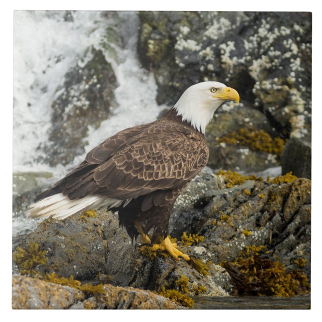 Proud Bald Eagle Ceramic Tile (Front)