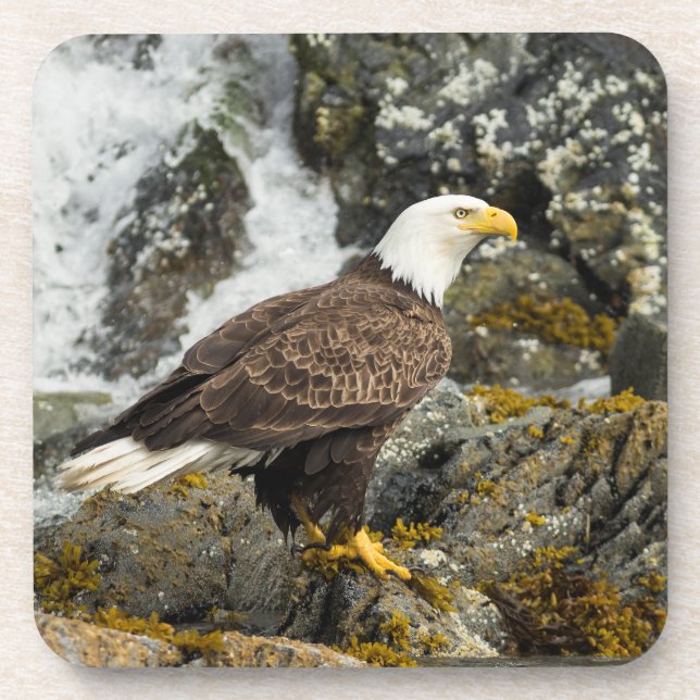 Proud Bald Eagle Coaster (Front)