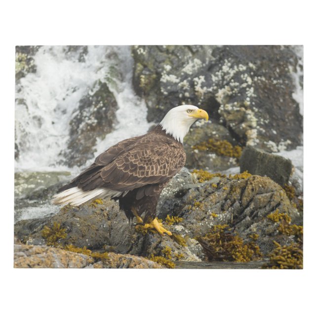 Proud Bald Eagle Notepad (Front)