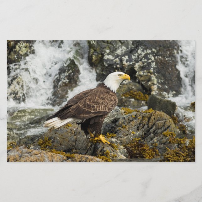Proud Bald Eagle Stationery (Front)