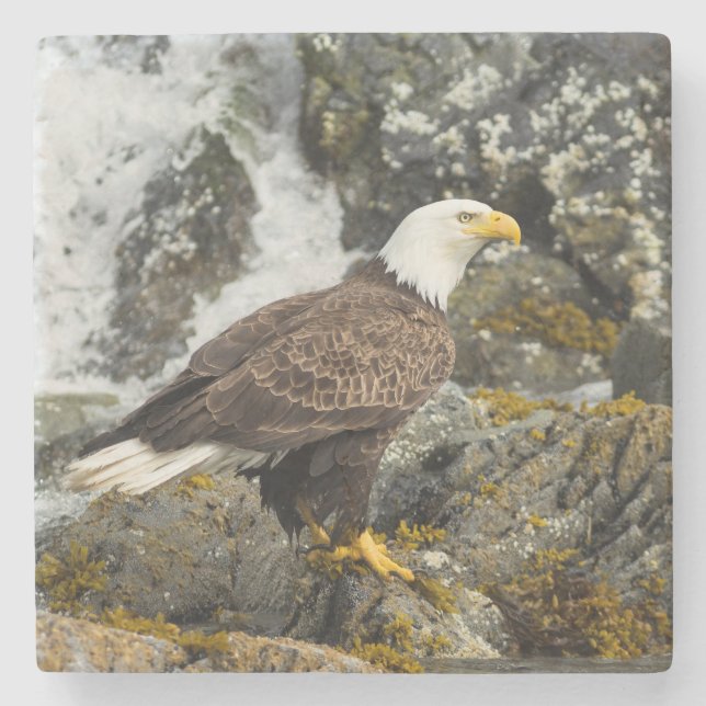 Proud Bald Eagle Stone Coaster (Front)